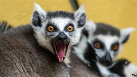 Tourism Best Hope For Critically Endangered Lemurs Eco