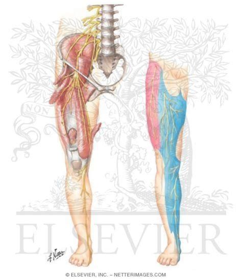Femoral Nerve And Lateral Femoral Cutaneous Nerves Anatomy Of A Curve