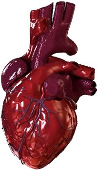 Human Heart Png Bloody Human Heart Png Image With Transparent My XXX