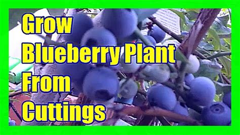 How To Grow Blueberries From Cuttings Propagating Blueberries From