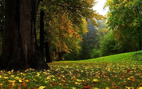 Early Autumn Wallpapers Wallpaper Cave