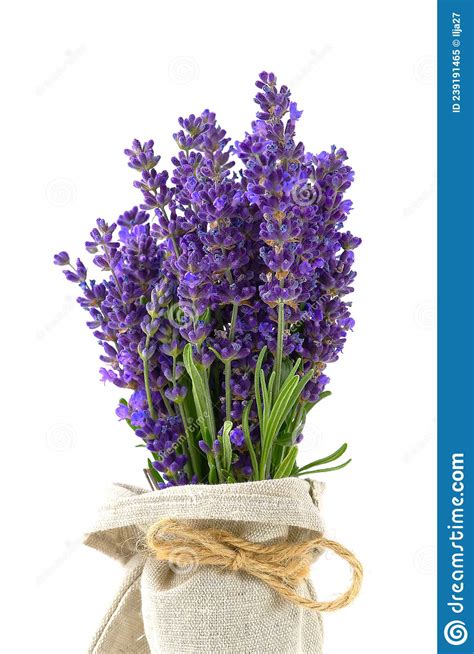 Aromatic Lavender Flowers Bundle On A White Background Isolated
