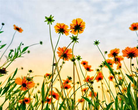 Download Wallpaper 1280x1024 Cosmos Field Flowers Summer Standard 5