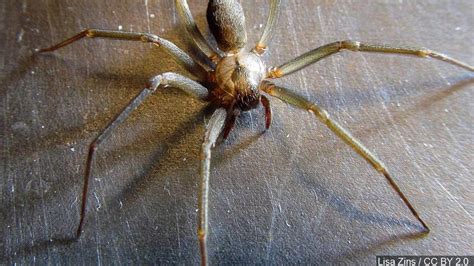 Brown Recluse Bite Sends Woman To Er Later Finds Dozens More Infesting