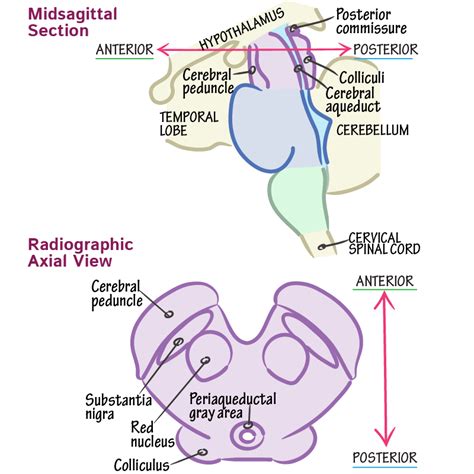 Neuroanatomy Glossary Midbrain Advanced Anatomy Draw It To Know It