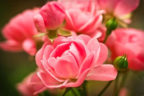 Flowers Roses Pink Buds Hd Wallpaper Pxfuel