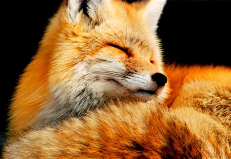 Download Animal Fox Wallpaper