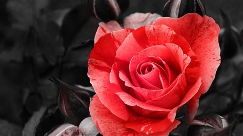 Black and red wallpaper rose. Red Rose Wallpapers, Pictures, Images