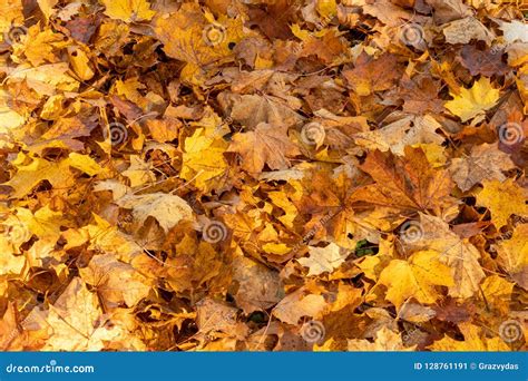 Forest Floor Covered With Dry Leaves Stock Image Image Of Seasons