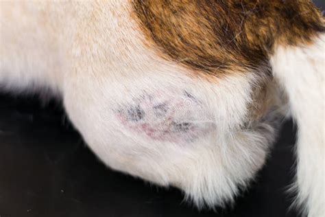Close Up Photo Of A Dog Skin With Hot Spot Stock Image Image Of