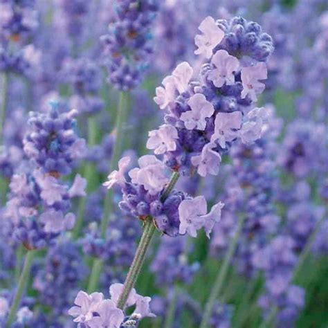 Buy Lavender Lavandula Angustifolia Melissa Lilac Dow4 Pbr £14