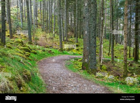 Great Britain Scotland Scottish Highlands Woods And Empty Path Near
