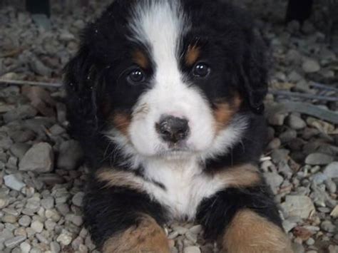 Bernese Mountain Dogs Big And Beautiful For Sale In