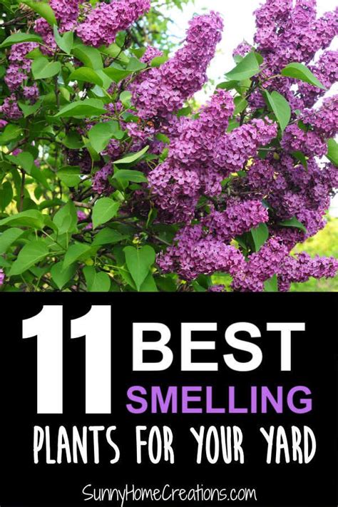 11 Best Smelling Plants For Your Yard In 2020 Plants Plant Projects