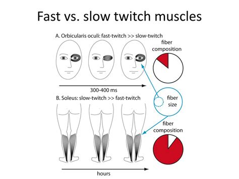 Fast And Slow Twitch Muscle Fibers