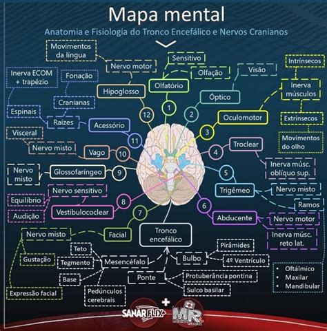 Pin De Amauri Filho En Medicina Mapas Mentais Fisiolog A Anatomia