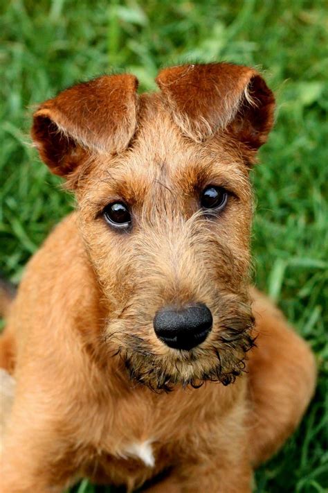 4 Months Old Special Irish Terriers Dog Puppy For Sale Or Adoption Near