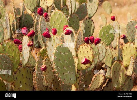 Prickly Pear Cactus In The Arizona Sonoran Desert Stock Photo Alamy