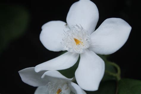Wow 21 Bunga Melati Putih Sebagai Puspa Bangsa Gambar Bunga Indah