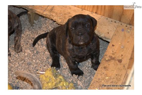 Bullmastiff Puppy For Sale Near Shreveport Louisiana 66e76021 23c1