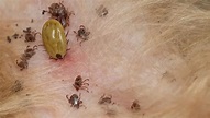 Seed Ticks on Dogs - How Do You Get Rid of Them? - Petculiars
