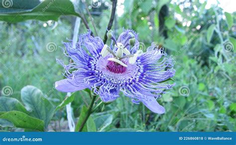 Passiflora Or Passionfruit White And Blue Flower Evergreen Tropical