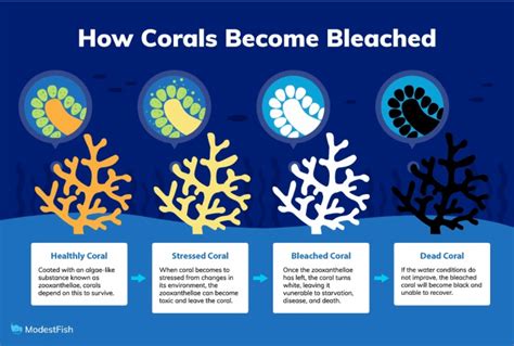 The White Reef Earths Fading Corals