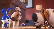 ‘The Secret Life of Pets 2’ Review: A Silly and Sweet Sequel | IndieWire