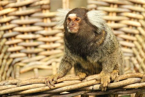 Marmoset Monkey Animal Mammal Cute Primate Krallenaffe äffchen