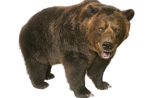 A Grizzly Bear Ursus Arctos Horribilis Photograph By Joel Sartore