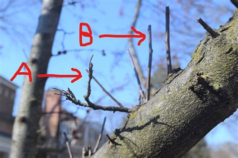 How I Pruned My Crabapple Tree Gardeninacity