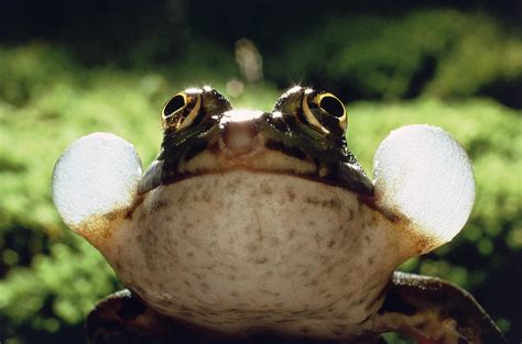 European Edible Frog Photograph By Perennou Nuridsany Fine Art America