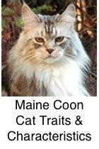 Weight alone sets the maine coon apart, but this giant cat doesn't stop there. Welcome To Maine Coon Cat Nation