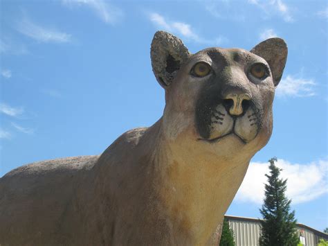 Cougar Statue Cougar Mountain Zoological Park Issaquah W Flickr