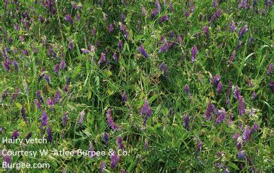 The more popular varieties (which are established from sod) include density, prairie, prestige and 609. September To Do List | Central Texas Gardener