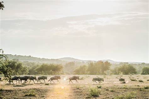 Blood And Beauty On A Texas Exotic Game Ranch The New York Times
