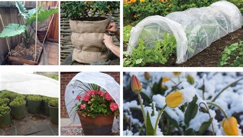 How To Protect Your Plants From Cold Frost My Desired Home