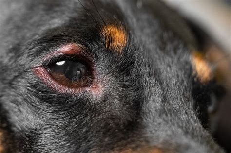 Close Up Of Redness And Bump In The Eye Of A Dog Conjunctivitis Eyes