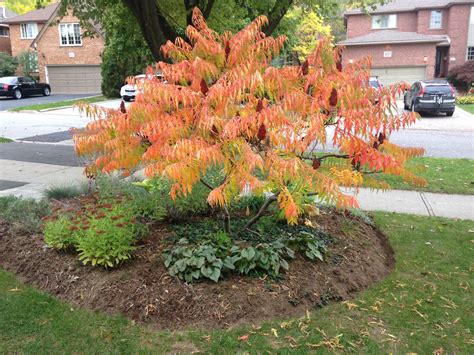 Tiger Eyes Sumac A Favourite For 4 Season Interest Fall Colour