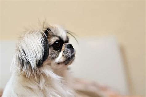 Japanese Chin Temperament And Puppy Info Price Breeders Etc