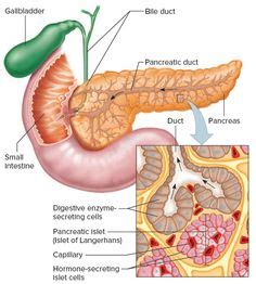 Pancreas Anatomy Google Search Body Wraps Anatomy And Physiology