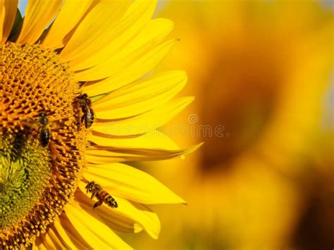 Honey Bee Collecting Pollen At Yellow Flower Close Up Stock Image
