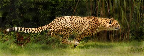 Cheetah Running In 2020 Big Cats Art Cincinnati Zoo Wild Cats