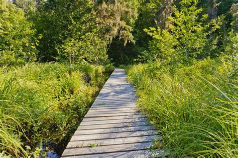 Wooden Walkway To Lake Stock Photo Image Of Board Trees 169040398