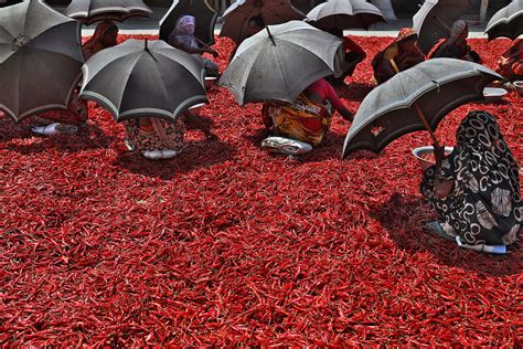 Dry Chili Peppers Sorting Sabina Akter Flickr