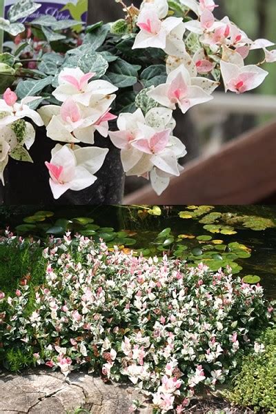 Buy Snow N Summer Jasmine Free Shipping Wilson Bros Gardens 1