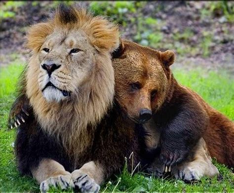 29 Unusual Animal Friendships That Will Make You Cry Inside The