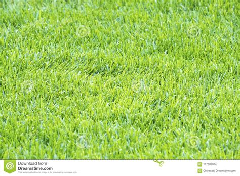 Details Of Light Green Grass Background 2 Stock Photo