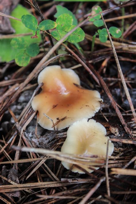 Random Mushrooms Found In Ga Forest Id Help 3
