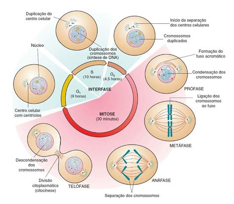 Pin de Yary en Educación Ciclo celular Enseñanza biología Evolucion de la celula